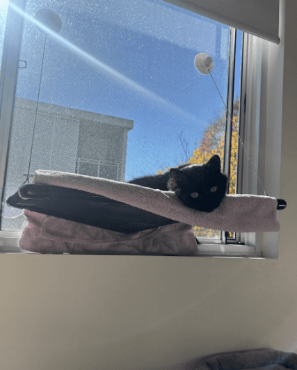 Ken - Domestic Short Hair cat available for adoption at RSPCA NSW in Sydney