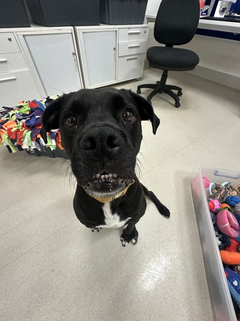 Murphy - Staffordshire Bull Terrier / Pug available for adoption at RSPCA NSW in Calgary