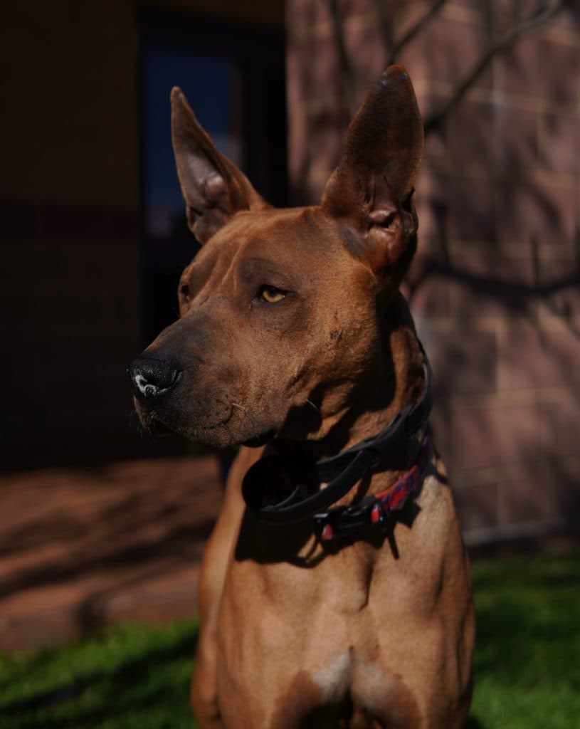 Boomer - Staffordshire Bull Terrier / Shar Pei available for adoption at RSPCA NSW in Sydney