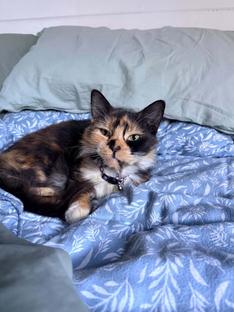 Tori - Domestic Medium Hair cat available for adoption at RSPCA NSW in Calgary