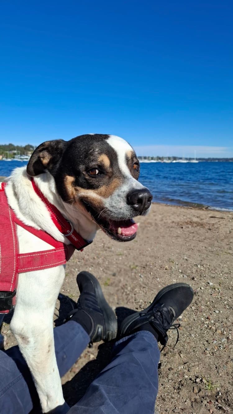 Jokah - Bullmastiff available for adoption at RSPCA NSW in Sydney