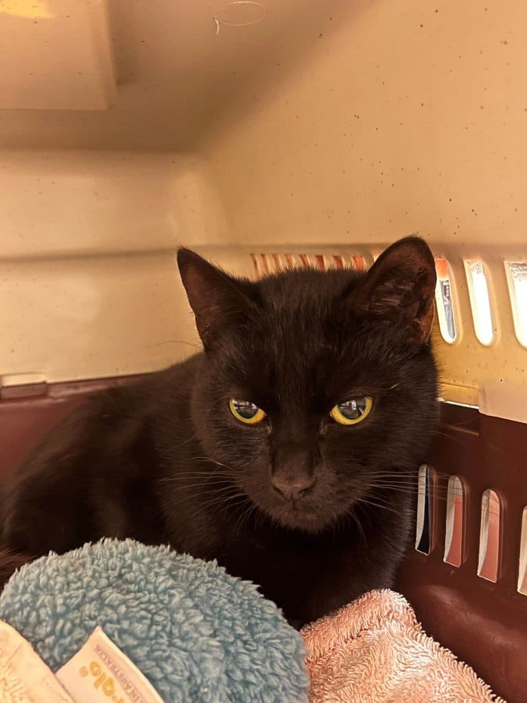 Ivy - Domestic Short Hair cat available for adoption at RSPCA NSW in Calgary