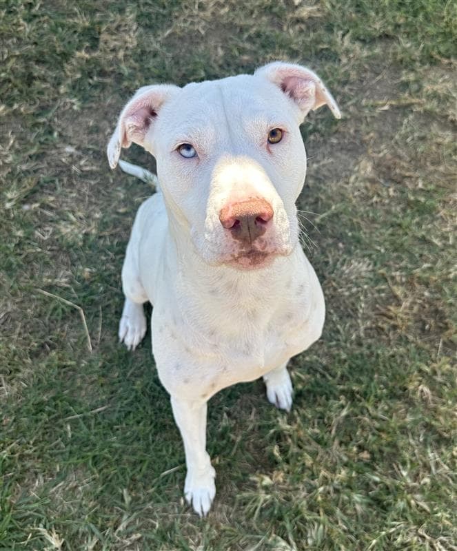 Polly - American Staffordshire Terrier / Labrador Retriever available for adoption at RSPCA NSW in Calgary