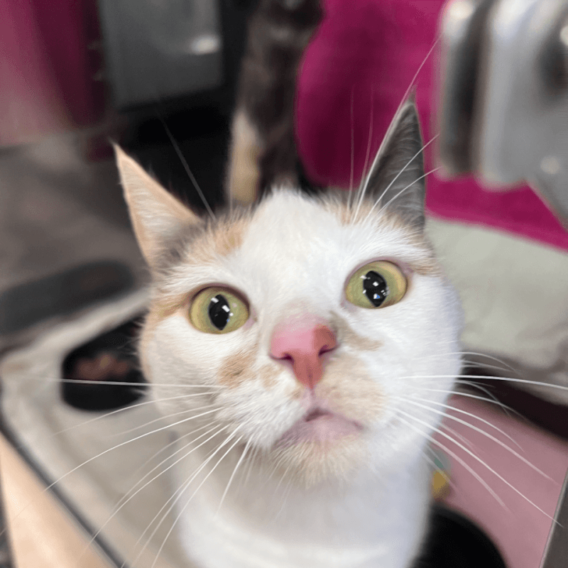 Tinka - Domestic Short Hair / Domestic Short Hair cat available for adoption at RSPCA NSW in Calgary