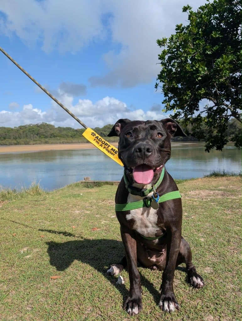 Nova - American Staffordshire Terrier available for adoption at RSPCA NSW in Calgary