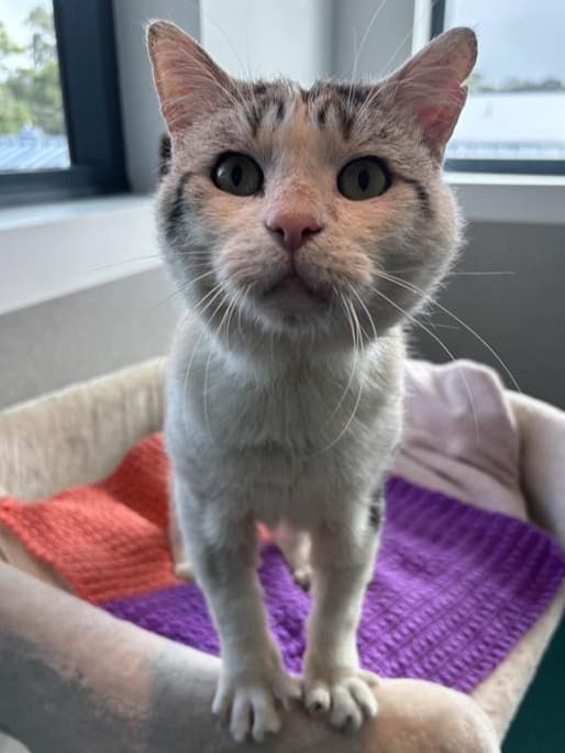 Dudley - Domestic Short Hair cat available for adoption at RSPCA NSW in Sydney