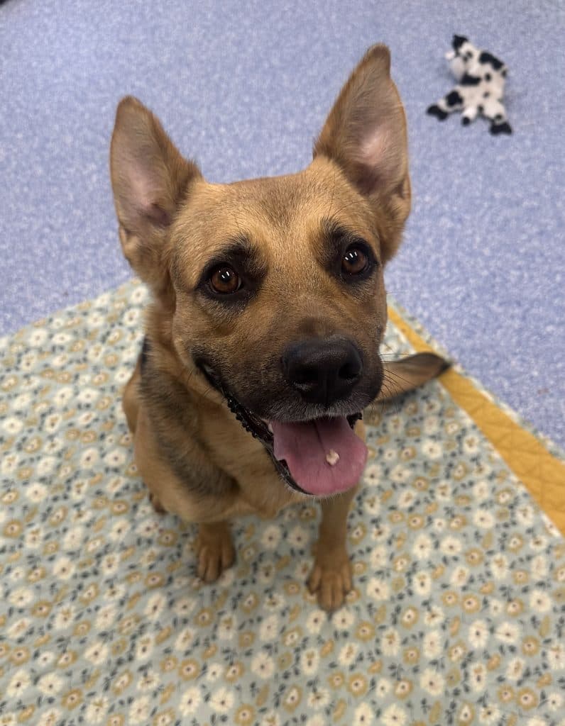 Luna - German Shepherd Dog / Dogue de Bordeaux available for adoption at RSPCA NSW in Sydney