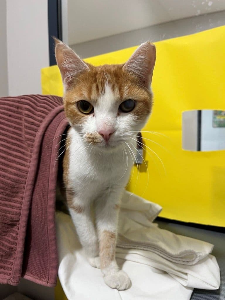 Baby Gingy - Domestic Short Hair cat available for adoption in Calgary