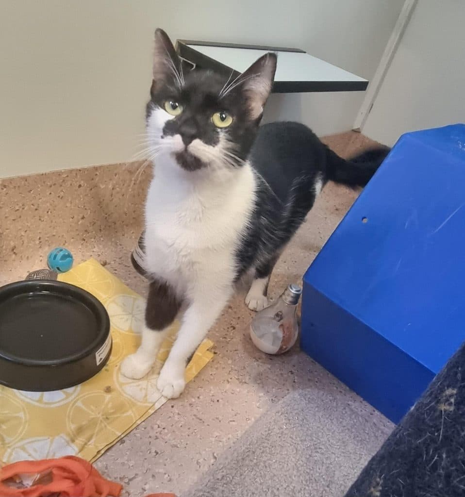 Katie - Domestic Short Hair cat available for adoption at RSPCA NSW in Calgary