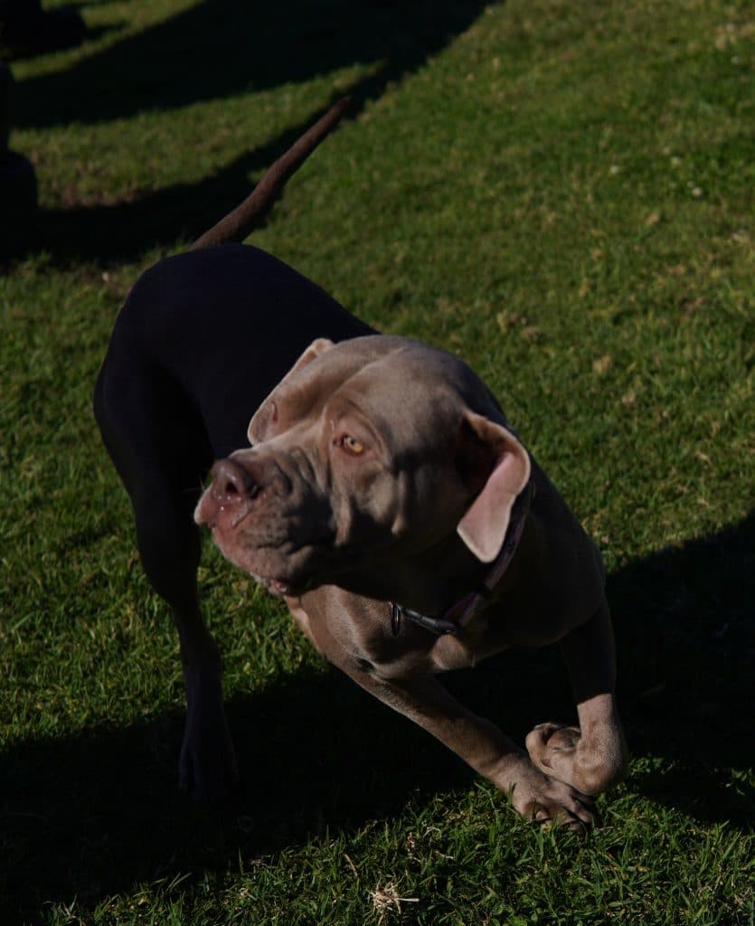Luna - Cane Corso / Mastiff available for adoption at RSPCA NSW in Sydney