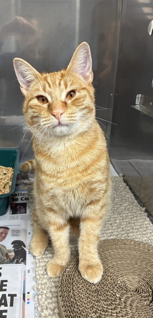 Fred - Domestic Short Hair cat available for adoption at RSPCA NSW in Calgary