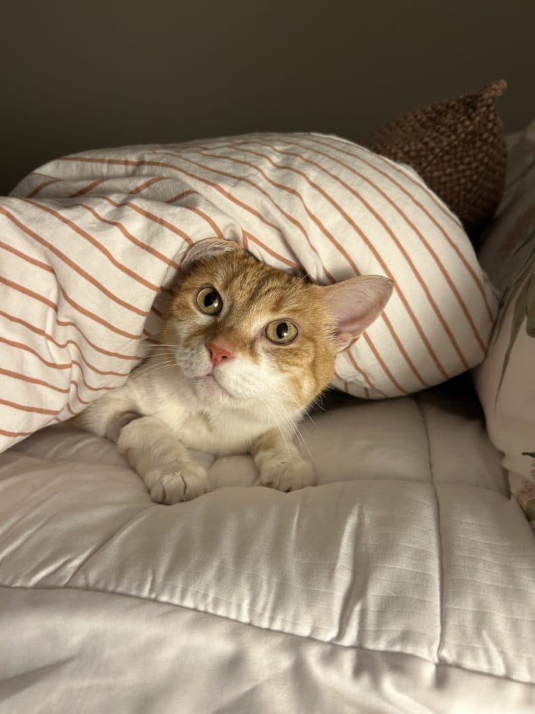 Tabasco - Domestic Short Hair cat available for adoption in Calgary
