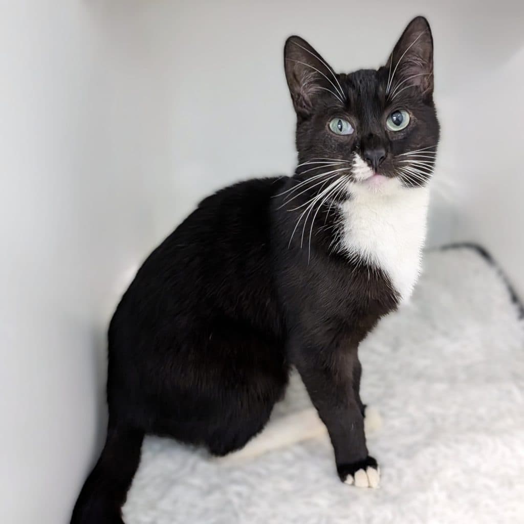 Pablo - Domestic Short Hair cat available for adoption at RSPCA NSW in Calgary