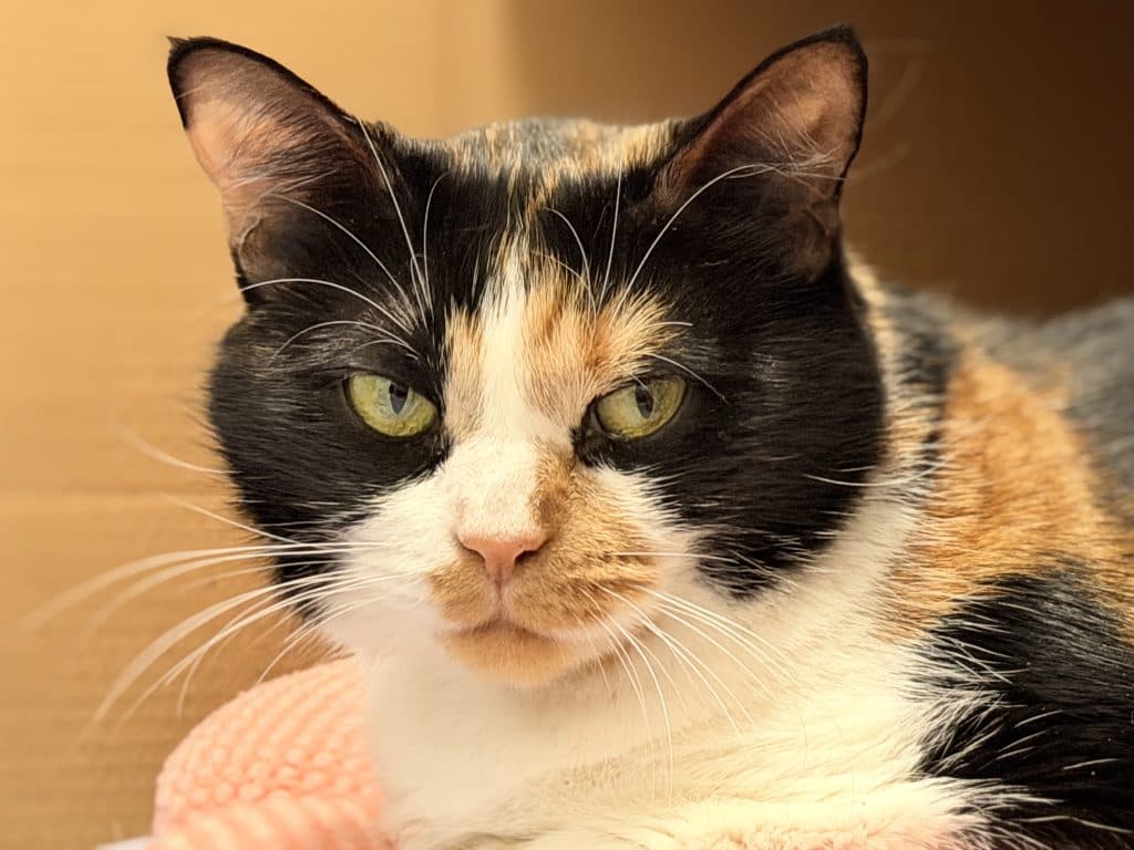 Flow - Domestic Short Hair cat available for adoption at RSPCA NSW in Calgary