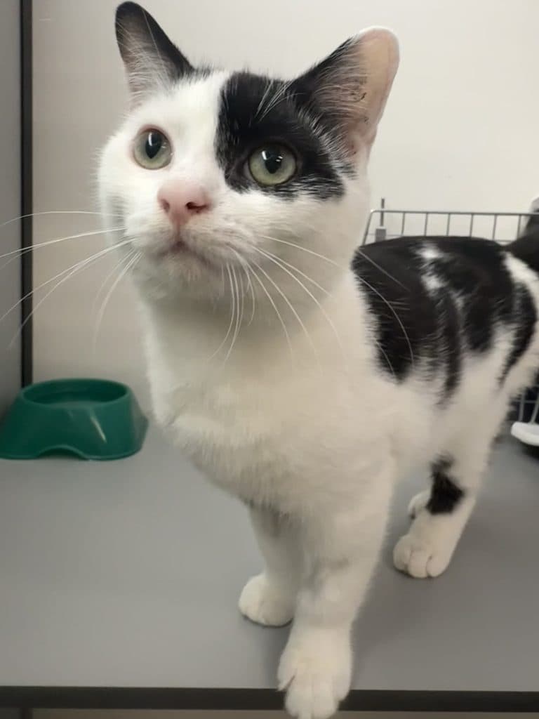 Ashton - Domestic Short Hair cat available for adoption in Calgary