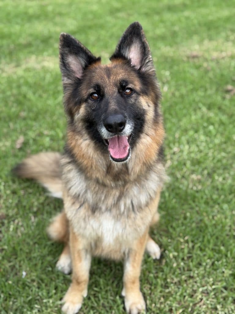 Jade - German Shepherd Dog available for adoption in Calgary
