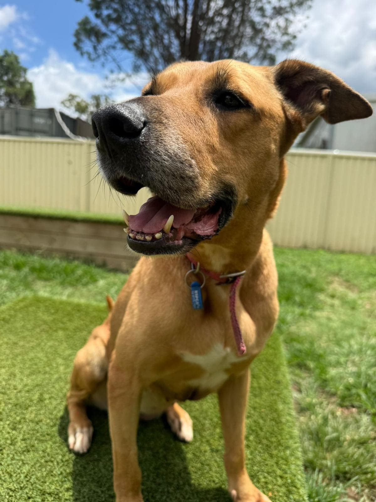 Rhea - Rhodesian Ridgeback / Staffordshire Bull Terrier available for adoption at RSPCA NSW in Calgary