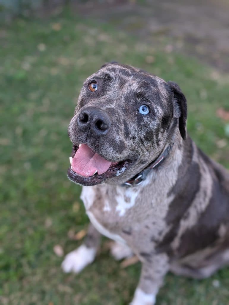 Kai - American Staffordshire Terrier / Louisiana Catahoula Leopard Dog available for adoption at RSPCA NSW in Sydney