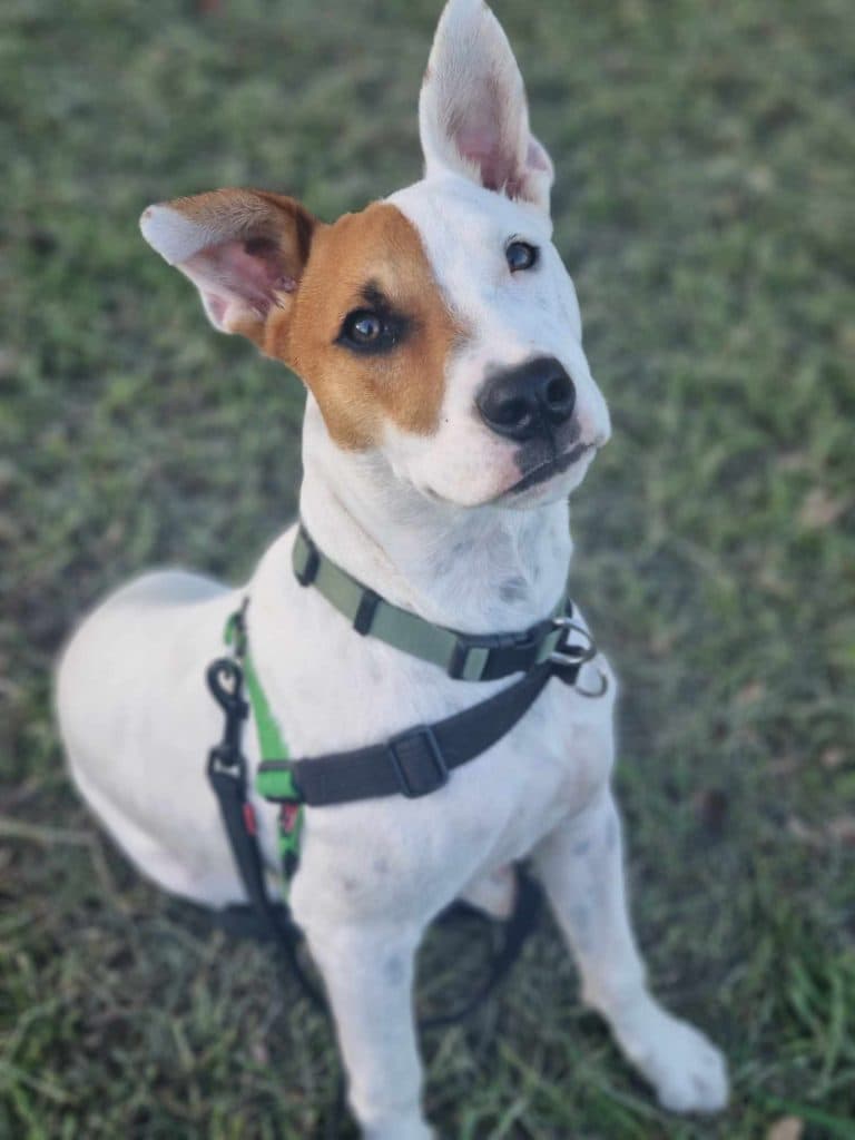 Remus - Staffordshire Bull Terrier / Australian Cattle Dog available for adoption in Calgary