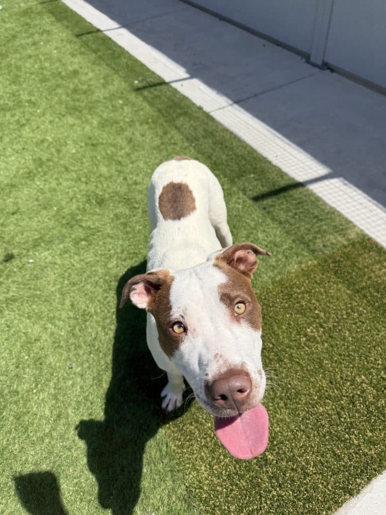 Indra - Australian Cattle Dog / Pointer available for adoption at RSPCA NSW in Calgary