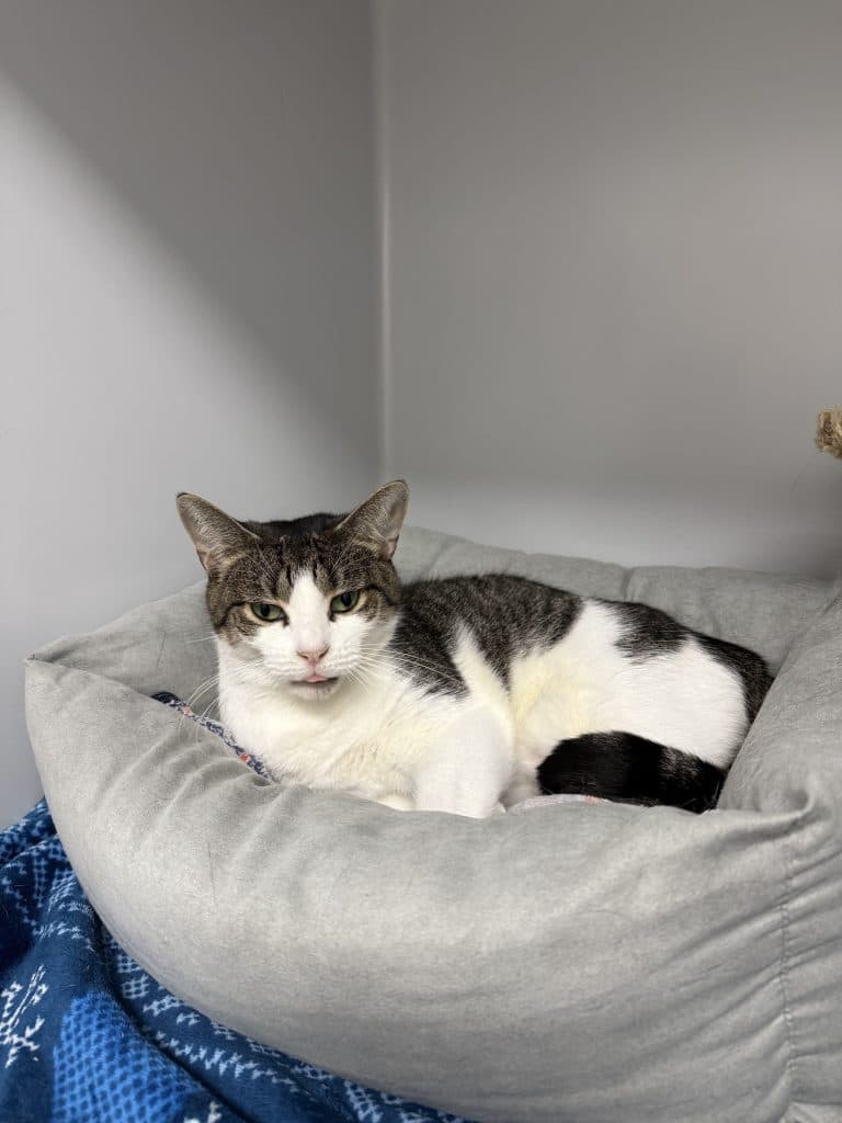 Tinkerbelle - Domestic Short Hair cat available for adoption at RSPCA NSW in Calgary