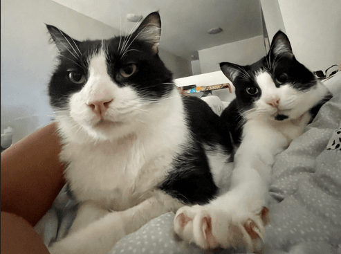 Puss - Domestic Short Hair cat available for adoption at RSPCA NSW in Sydney