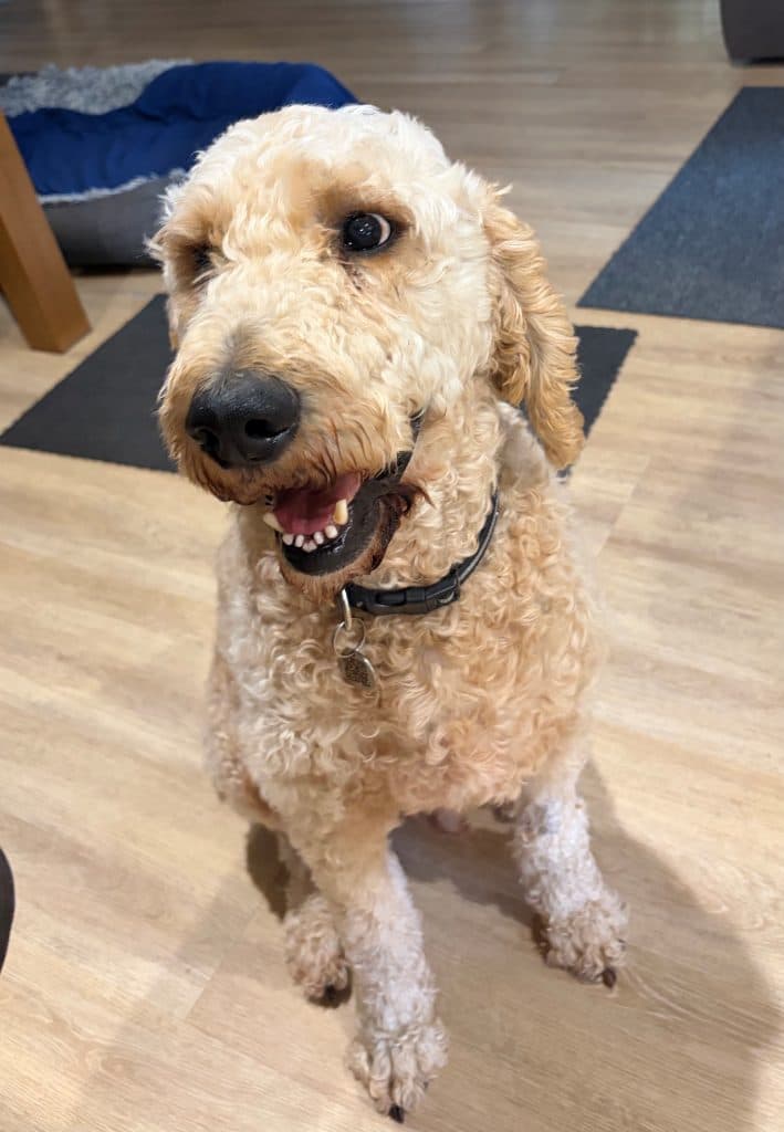Murphy - Poodle (Standard) / Golden Retriever available for adoption at RSPCA NSW in Sydney