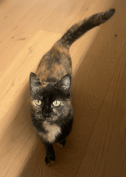 Wiggles - Domestic Short Hair cat available for adoption at RSPCA NSW in Sydney