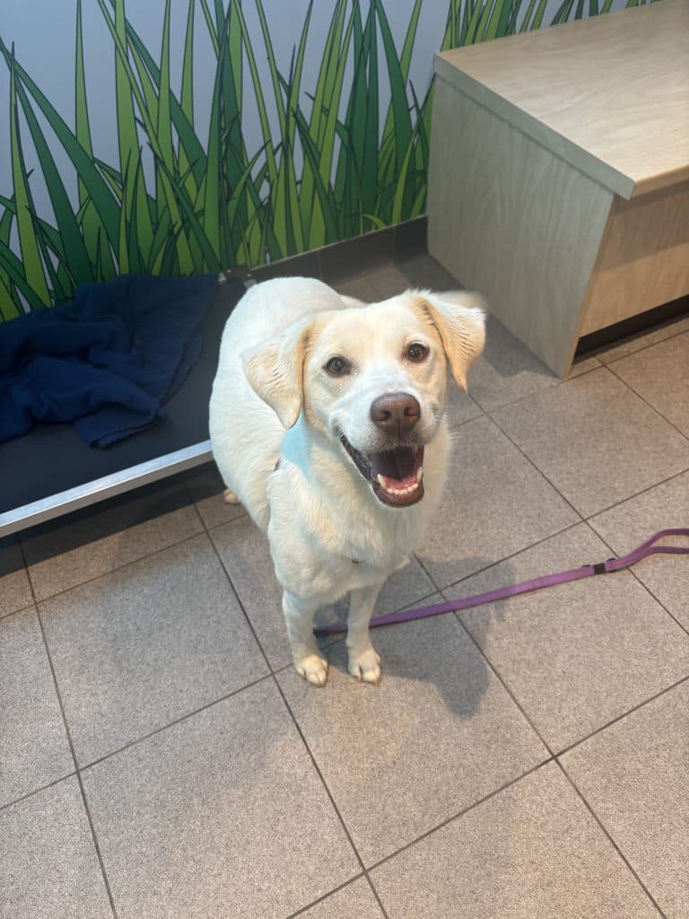 Princess - Labrador Retriever / Whippet available for adoption in Calgary