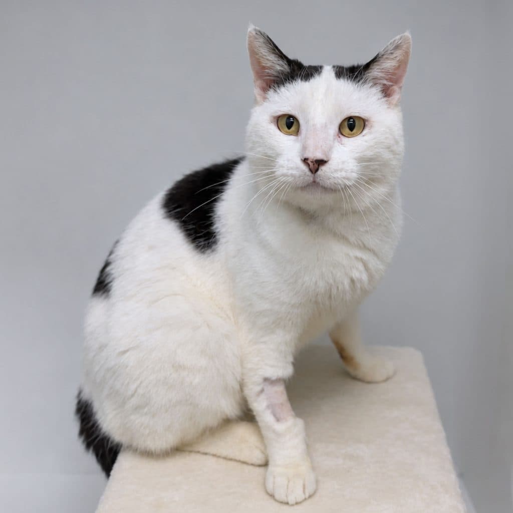 Squid - Domestic Short Hair cat available for adoption at RSPCA NSW in Sydney