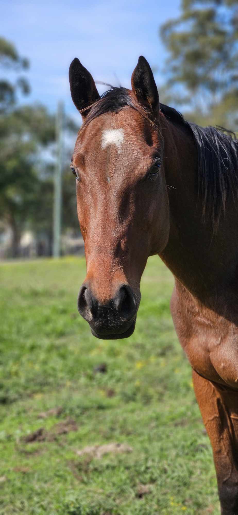 Jill - Thoroughbred cat available for adoption at RSPCA NSW in Sydney