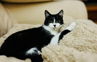 Evey - Domestic Short Hair cat available for adoption at RSPCA NSW in Calgary